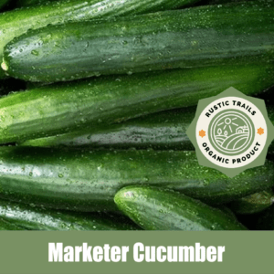 Marketer Cucumber, Cucumis sativus 'Marketer'